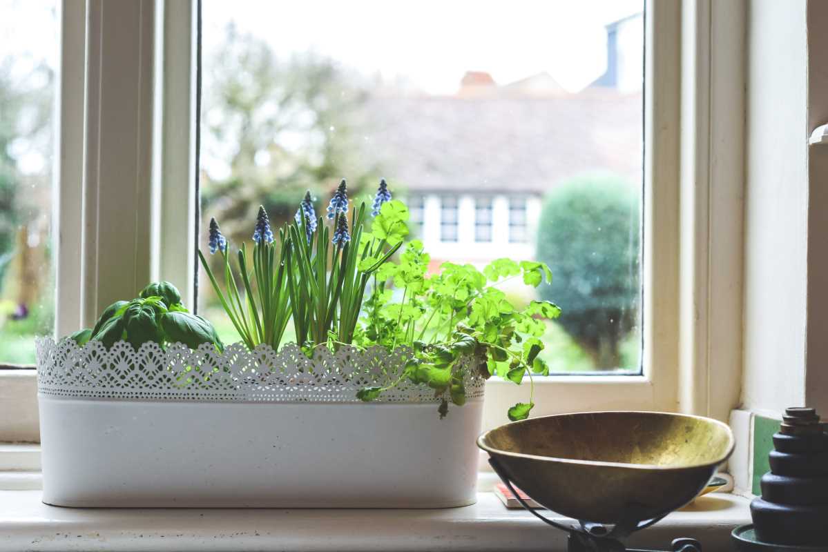 The Best Herbs for Your Windowsill Herb Garden
